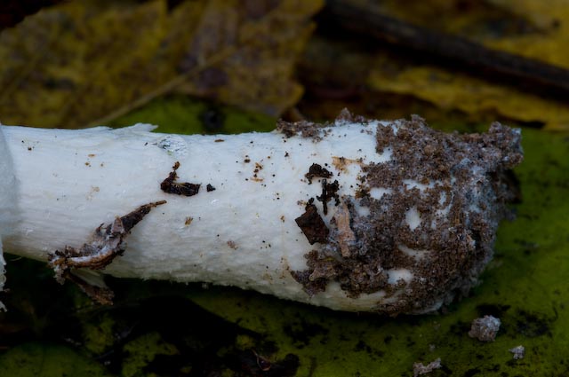 Limacella guttata